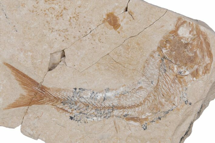 Cretaceous Fossil Fish - Lebanon #218845